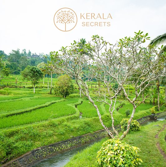 Why Kerala Skincare Brands Are Trending in India